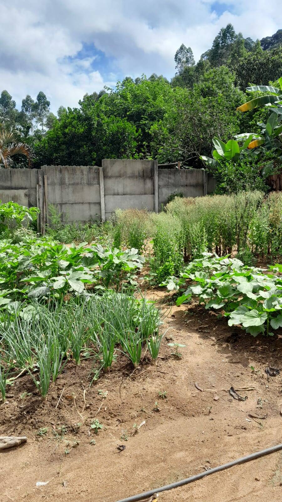 Sítio, 3 quartos, 4 m² - Foto 13