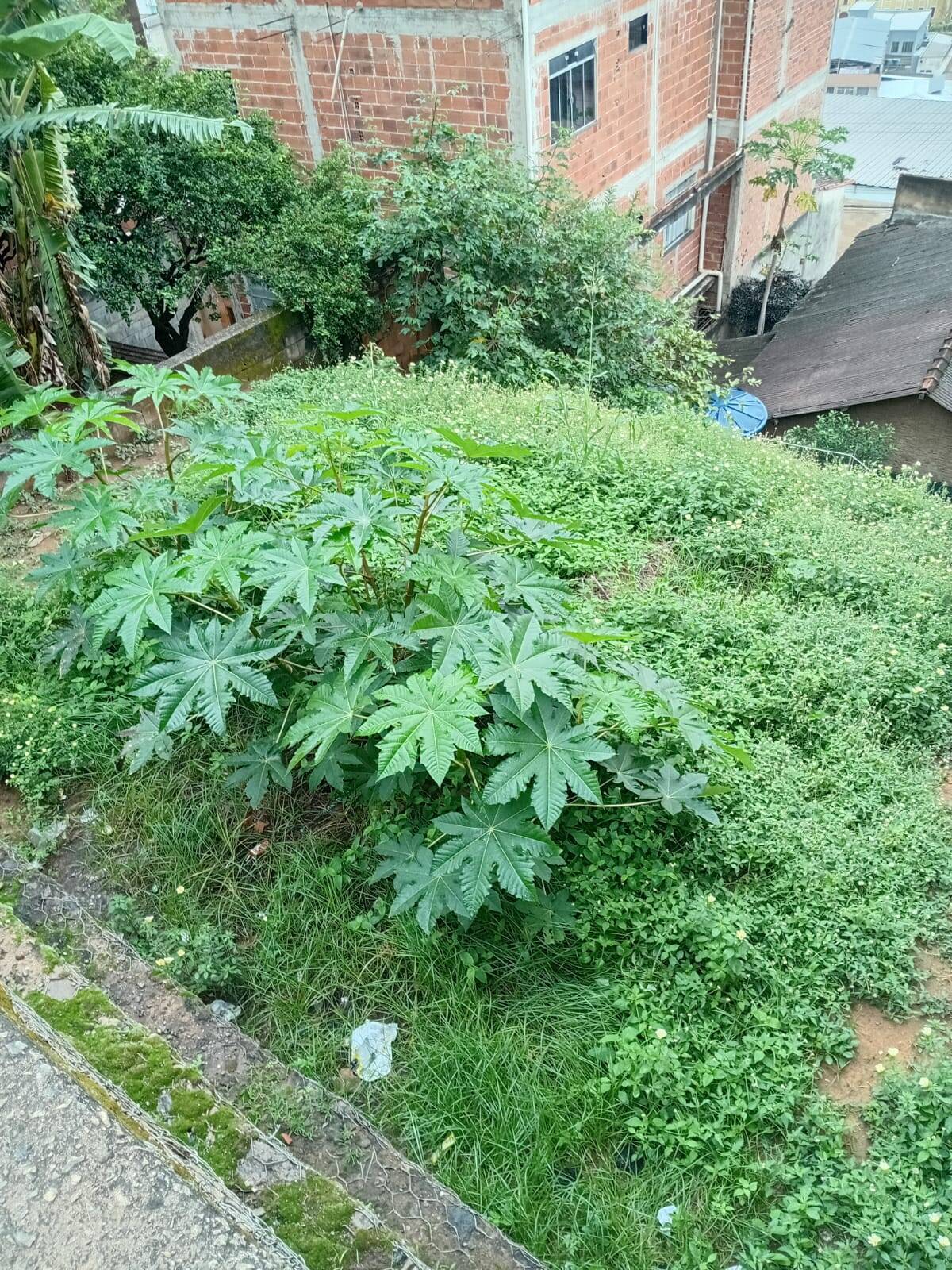 Casa, 2 quartos, 300 m² - Foto 12