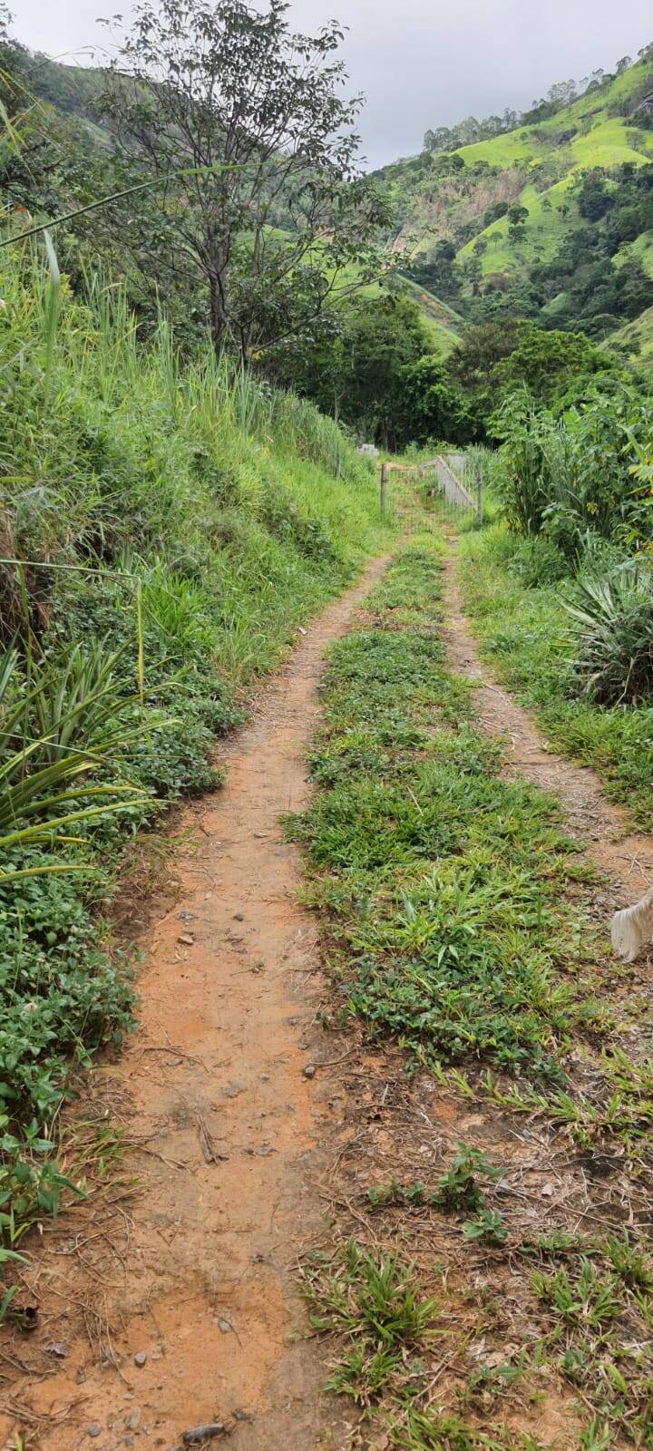 Chácara, 2 quartos, 9000 m² - Foto 14