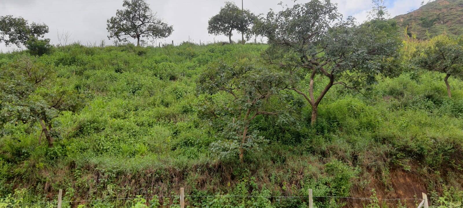 Chácara, 2 quartos, 9000 m² - Foto 16