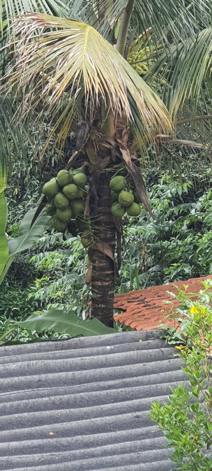 Chácara, 2 quartos, 9000 m² - Foto 27