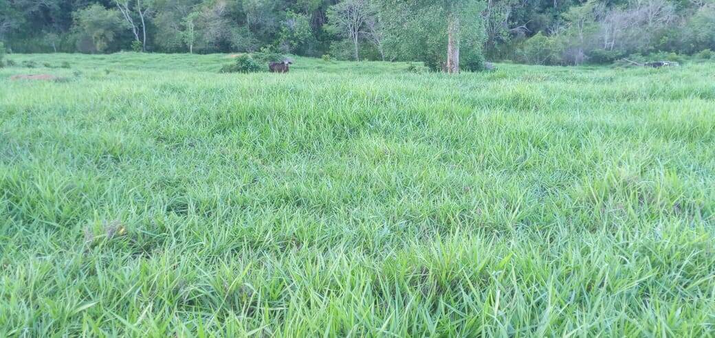 Fazenda, 176 m² - Foto 20