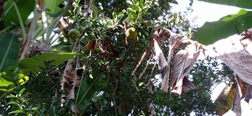 Chácara, 2 quartos - Foto 2