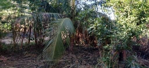 Chácara, 2 quartos - Foto 3