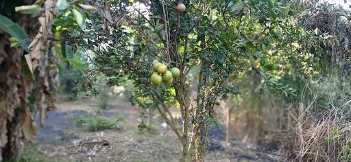 Chácara, 2 quartos - Foto 5