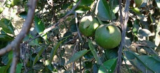 Chácara, 2 quartos - Foto 6