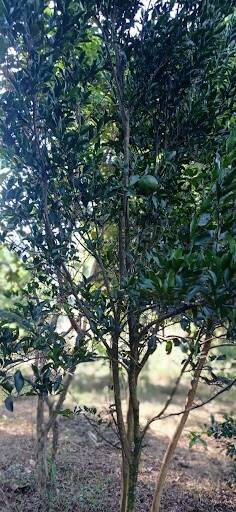 Chácara, 2 quartos - Foto 11