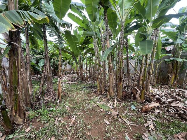 Área para Venda em Marliéria - 2